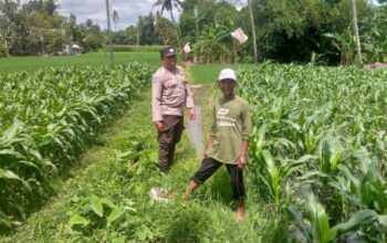 Polres Lombok Barat Gerakkan Warga Desa Jagaraga Menanam Jagung