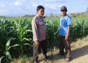 BKTM Desa Mbawi Laksanakan Pemantauan Lahan Jagung Milik Warga Binaan Dalam Rangka Mendukung Program Ketahanan Pangan Nasional Menuju Indonesia Emas 2045