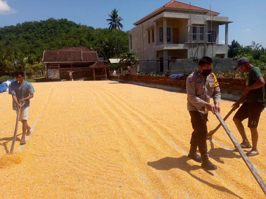 Sinergi Polsek Kuripan dan Petani Gerung Jaga Stabilitas Pangan Daerah