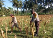 Bhabinkamtibmas Gerung Dampingi Petani Jagung Jaga Ketahanan Pangan