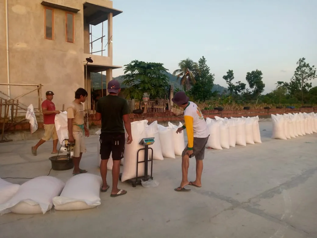 Polsek Kuripan Dorong Ketahanan Pangan Melalui Pendampingan Petani Jagung di Gerung