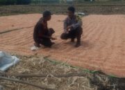 BHABINKAMTIBMAS DESA RASABOU POLSEK HU’U POLRES DOMPU LAKUKAN PEMANTAUAN HASIL PANEN WARGA DALAM MENDUKUNG PROGRAM KETAHANAN PANGAN NASIONAL