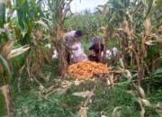 Bhabinkamtibmas Kuripan Ajak Warga Manfaatkan Lahan Kosong