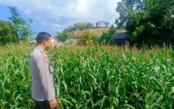 Kehadiran Polisi di Ladang Jagung, Bukti Sinergi Polri dan Petani di Lombok Barat
