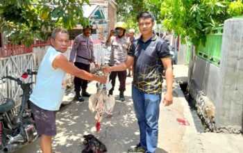 Tanpa Kompromi, Polsek Bolo Grebek Arena Judi Sabung Ayam dan dua Ekor Ayam Aduan di Potong