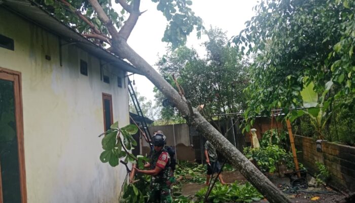 Hujan Deras dan Angin Kencang, Babinsa Gerak Cepat di Jagaraga