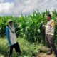 BHABINKAMTIBMAS DESA CEMPI JAYA TINJAU TANAMAN JAGUNG DAN DORONG SEMANGAT PETANI DALAM MENDUKUNG KETAHANAN PANGAN NASIONAL