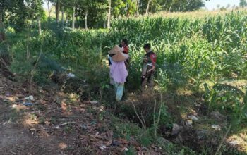 Polres Lombok Barat Turun ke Sawah Dampingi Petani Jagung