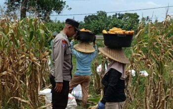 Sinergi Panen Jagung di Babussalam: Bhabinkamtibmas Hadir Amankan dan Dukung Petani