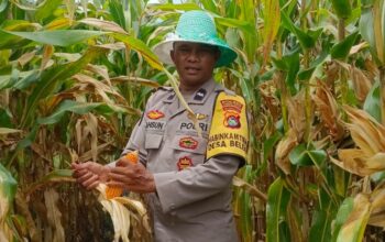 Bhabinkamtibmas Desa Beleka Dampingi Petani Serahkan Hasil Panen ke Bulog