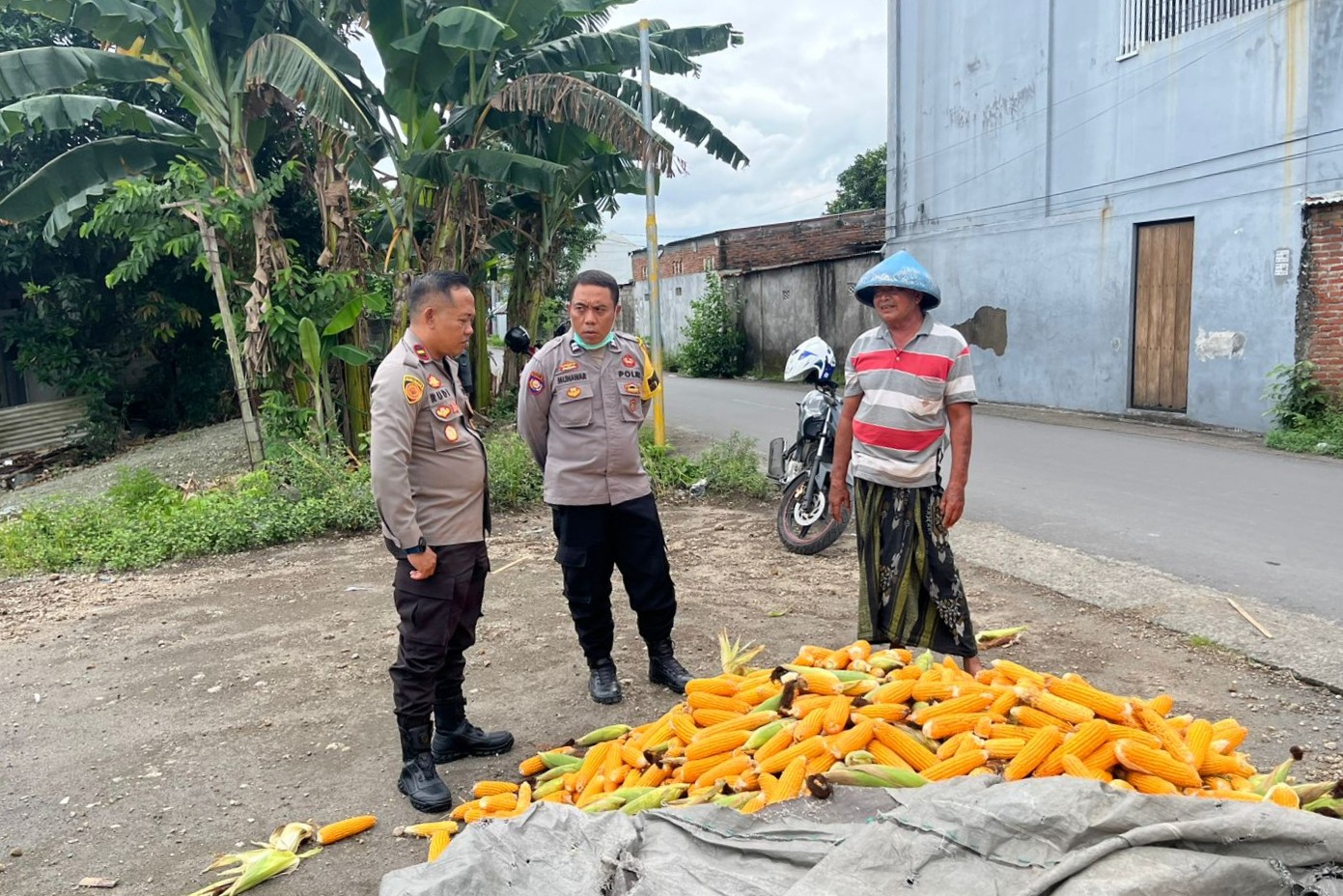 Polsek Labuapi Bantu Petani Amankan Harga Panen Jagung ke Bulog