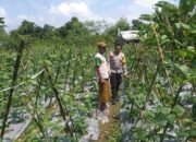 Benteng Pangan Mikro: Bhabinkamtibmas Motivasi Warga Lombok Barat Garap Lahan Produktif