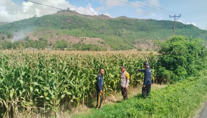 BHABINKAMTIBMAS DESA MUMBU LAKUKAN PENGECEKAN TANAMAN JAGUNG WARGA DALAM UPAYA DUKUNG KETAHANAN PANGAN DAN PERERAT KEMITRAAN