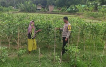 BHABINKAMTIBMAS DESA MANEMENG LAKUKAN PENDAMPINGAN PENGELOLAAN PEKARANGAN PANGAN BERGIZI