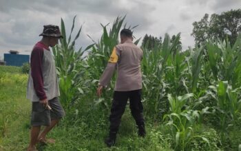 Sinergi Polri-Masyarakat: Pekarangan Warga Lombok Barat Diubah Jadi Sumber Pangan