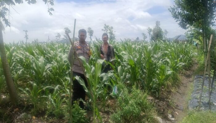 Bhabinkamtibmas Gerung Kawal Ketahanan Pangan Desa