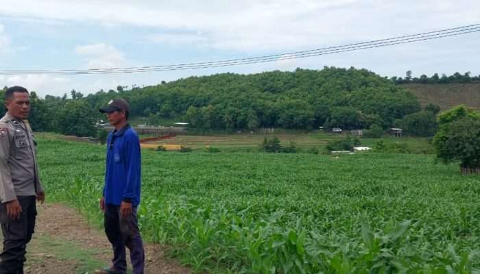 BHABINKAMTIBMAS DESA MANGGENAE LAKUKAN PEMANTAUAN LAHAN JAGUNG UNTUK DUKUNG KETAHANAN PANGAN WILAYAH