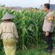 Peran Bhabinkamtibmas Kian Vital, Kawal Program Ketahanan Pangan di Desa Labuapi