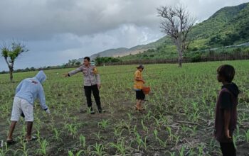BHABINKAMTIBMAS HU’U DAMPINGI PETANI JAGUNG, DUKUNG PROGRAM KETAHANAN PANGAN MENUJU INDONESIA EMAS 2045