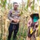 Polri Dampingi Panen Jagung di Lombok Barat, Dorong Penjualan ke Bulog