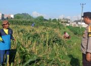 Polsek Labuapi Kawal Petani Jagung di Karang Bongkot