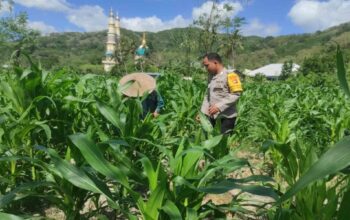 Polsek Gerung Kawal Ketahanan Pangan di Suka Makmur