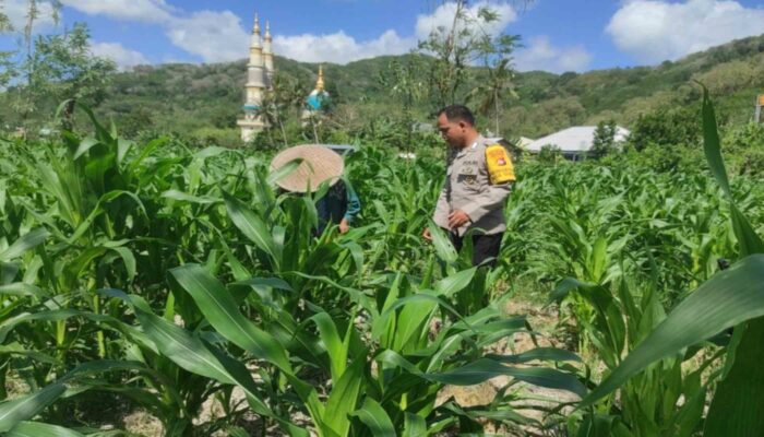 Polsek Gerung Kawal Ketahanan Pangan di Suka Makmur