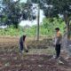 Polres Lombok Barat Intensifkan Pendampingan Petani Jagung