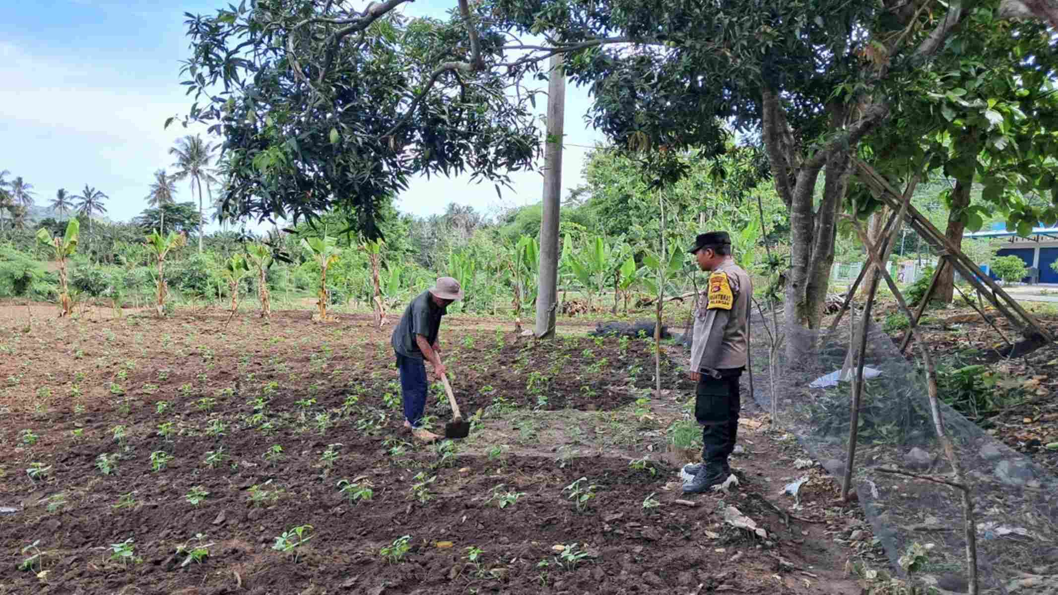 Polres Lombok Barat Intensifkan Pendampingan Petani Jagung
