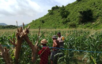 Bhabinkamtibmas Desa Tumpak Polsek Kawasan Mandalika Tinjau Jagung Masyarakat Dukung Ketahanan Pangan
