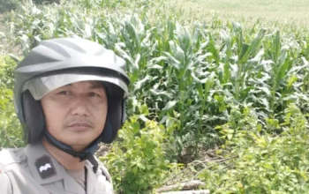 Strategi Polsek Sekotong Optimalkan Lahan Tadah Hujan di Lombok Barat
