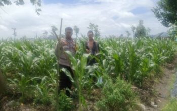 Dukung Ketahanan Pangan, Bhabinkamtibmas Beleke Bina Petani di Lahan Jagung