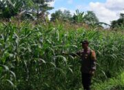 Bhabinkamtibmas Pantau Lahan Jagung Hibrida di Labuapi