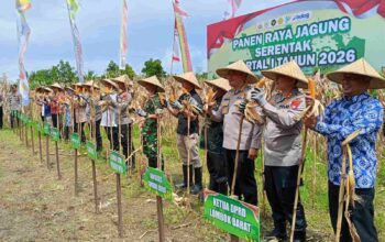 Panen Raya Jagung di Lombok Barat: NTB Perkuat Ketahanan Pangan 2026