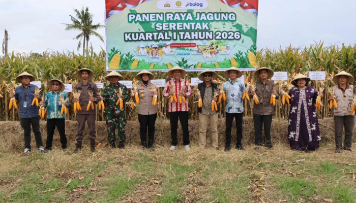 Wujudkan Swasembada Pangan, Kapolres Sumbawa Gelar Panen Raya Jagung Serentak Kuartal I Tahun 2026