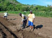 Bhabinkamtibmas Gerung Sambangi Petani Giri Tembesi Pastikan Kamtibmas
