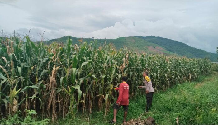 Bhabinkamtibmas Desa Mumbu Lakukan Pengecekan Lahan Jagung Binaan Kapolres Dompu