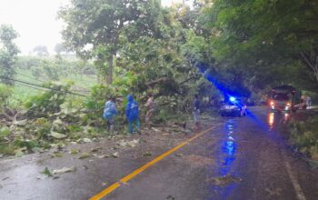 Pohon Tumbang Tutup Jalan di Desa Luk, Personel Polsek Rhee Sigap Evakuasi dan Atur Lalu Lintas