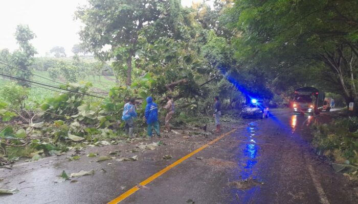 Pohon Tumbang Tutup Jalan di Desa Luk, Personel Polsek Rhee Sigap Evakuasi dan Atur Lalu Lintas