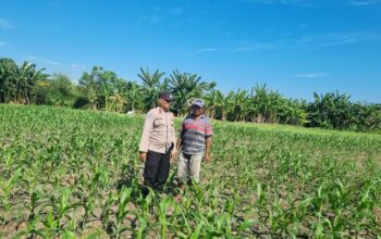 Polri Hadir di Tengah Petani, Pantau Lahan Jagung Warga di Kecamatan Kilo