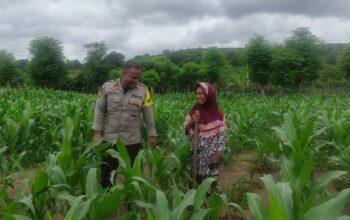 Bhabinkamtibmas Polsek Kilo Pantau Lahan Jagung Warga Dukung Program Ketahanan Pangan Nasional