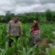 Bhabinkamtibmas Polsek Kilo Pantau Lahan Jagung Warga Dukung Program Ketahanan Pangan Nasional