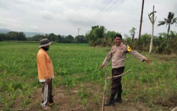 Polsek Hu’u Pantau Lahan Jagung Warga di Desa Cempi Jaya, Dukung Ketahanan Pangan Nasional