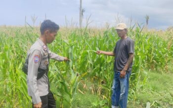 Polsek Kempo Lakukan Pemantauan Lahan Jagung Warga, Dukung Program Ketahanan Pangan Nasional