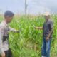 Polsek Kempo Lakukan Pemantauan Lahan Jagung Warga, Dukung Program Ketahanan Pangan Nasional