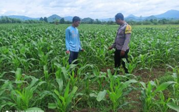 Polsek Pajo Laksanakan Pemantauan Lahan Jagung Warga Binaan Dukung Program Ketahanan Pangan Nasional