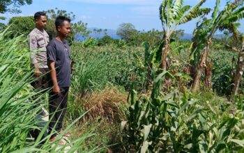 Polsek Pekat Laksanakan Pemantauan Lahan Jagung Warga Binaan di Desa Calabai