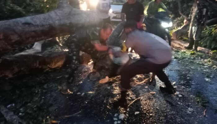 Polsek Asakota Polres Bima Kota Bersama Warga Lakukan Pembersihan Pohon Tumbang di Jalan Lintas Wera – Bima