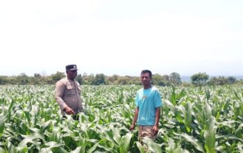 BHABINKAMTIBMAS DESA SORITATANGA PANTAU LAHAN JAGUNG WARGA DUKUNG KETAHANAN PANGAN NASIONAL