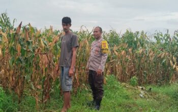 Bhabinkamtibmas Desa Mumbu Laksanakan Pengecekan Lahan Jagung Dukung Ketahanan Pangan